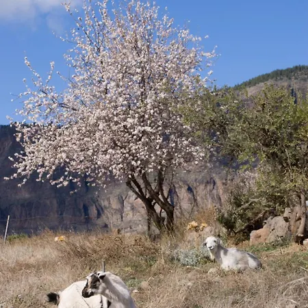 Casa Guayasen * Tejeda (Gran Canaria)