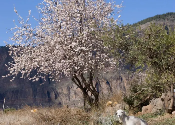 Casa Guayasen * Tejeda (Gran Canaria)